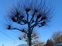 -花钟