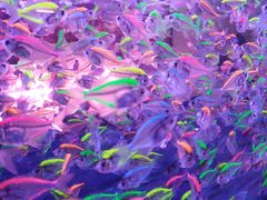 -中环花鸟鱼虫市场