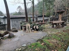 -都江堰中华大熊猫苑