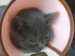 -乐派堂宠物医院·猫友好· 心脏科(东街店)
