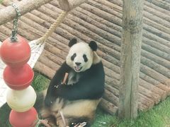 -大连森林动物园