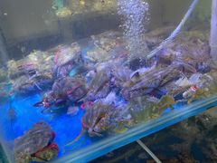 -四海蒸鲜蒸汽海鲜自助(北戴河店)
