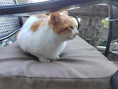 -韬光茶庵