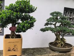 -上海醉白池公园