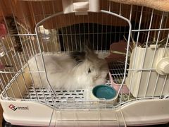 -猫猫幼稚园·撸猫·桌游·电玩