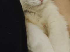 -楼上猫咖(罗湖店)