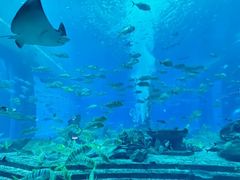 -亚特兰蒂斯•OSSIANO奥西亚诺海底餐厅