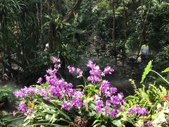 -呀诺达热带雨林