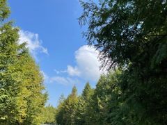-武陵山森林公园