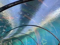 -珠海长隆海洋王国