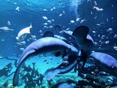 -珠海长隆海洋王国