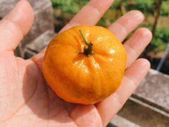 -竹庄餐馆·26年店(南昆山景区店)