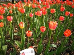 -洪湖湿地生态园