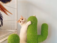 -Cappucimeow猫咪咖啡馆(韦伯时代店)
