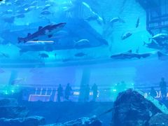 -迪拜水族馆及水下动物园