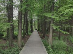 -溱湖国家湿地公园