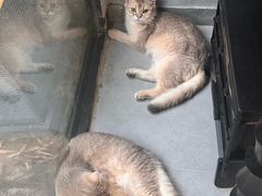 -琪喵猫屋·撸猫猫咖·猫舍