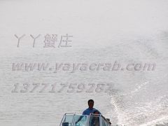 快艇2-丫丫蟹庄·苏式园林农家乐·阳澄湖大闸蟹(阳澄湖莲花岛店)