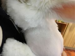 -宠物兔专门店(天丰利市场店)