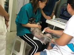 -A猫a狗全科·犬猫异宠·芥西宠物医院(南开总院)