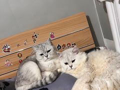 -中农国际动物医院24小时·猫科·骨科·急重症中心