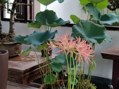 -杭州植物园