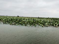 -洪湖生态旅游区