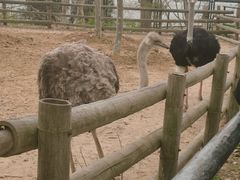 -大连森林动物园