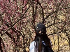 -新建村梅花
