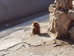 -保定市动物园