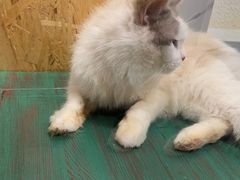 -喵喵咪呀布偶猫咖(春熙路店)