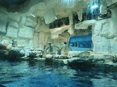 -华夏文旅海洋公园