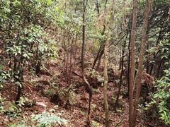 -桃花岭景区
