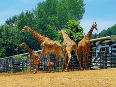 -大连森林动物园