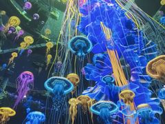 -海合安青岛极地海洋公园