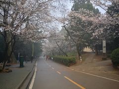 -武汉大学-樱园