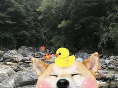 -西岭雪山大飞水景区