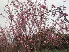 -天适樱花悠乐园
