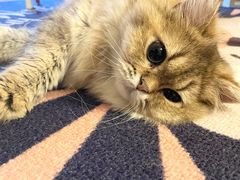 -猫大福·Fortune Cat猫舍(百子湾店)