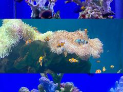 -海合安武汉极地海洋公园