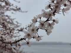 -丁香湖公园