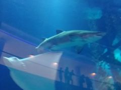 -迪拜水族馆及水下动物园