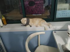 -喵的天空名猫咖啡馆·撸猫·猫舍·用品