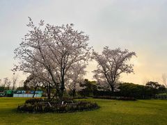 -上海滨江森林公园