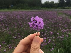 -北京东方普罗旺斯薰衣草庄园