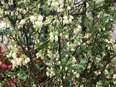 -双季花艺园艺市场(浦东店)
