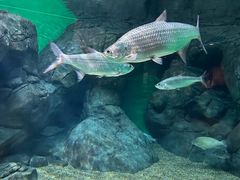 -上海海洋水族馆