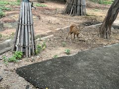 -清迈夜间动物园