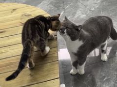 -东莞宠友24H宠物中心医院·转诊夜诊·异宠(新河北路院)