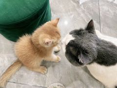 -钦宠·猫咪售卖·洗护·寄养(东圃旗舰店)